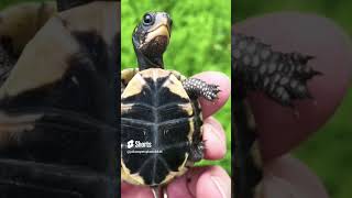 Pet myth busting #viral #trending #funny #foryou #pets #beardeddragon #shorts #myth #mythbusting