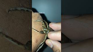 Giant Water Bug Bite Experiment!! #insects#bug#spider#tarantula#invertebrates#giantwaterbug#fyp