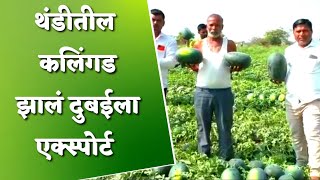 थंडीतील कलिंगड झालं दुबईला एक्स्पोर्ट | snn agricultural | watermelon farming | watermelon export