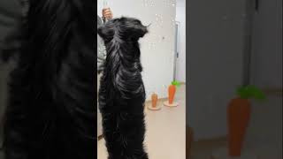 狗狗 不养狗不知道养狗的乐趣  小狗一看就知道非常乖 抓拍小狗的瞬间 神奇动物在抖音
