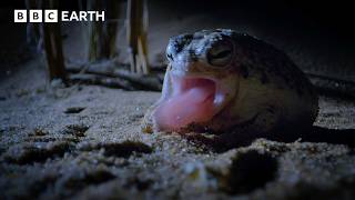 This Tiny Frog is a Deadly Hunter in the Dark | 4K UHD | BBC Earth