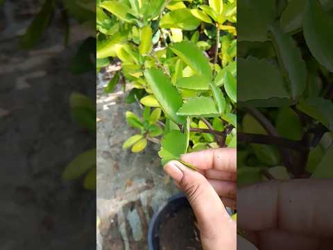 प्थरचट्टा plant #stisfyingvideo #gardening