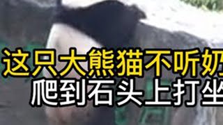 这只大熊猫不听奶爸劝阻，硬要爬到石头上打坐修仙，太执着了 #大熊猫 #大熊猫阿杰