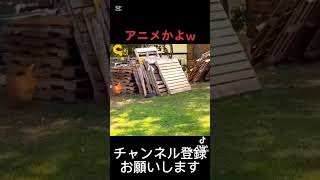 アニメかよ#犬#にわとり#dog #bird#shorts #ばずれ#バズれ#伸びろ
