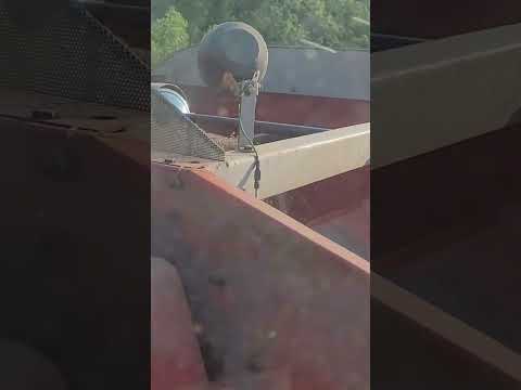 harvesting wheat #farming #farm #combine  #wheat #massey