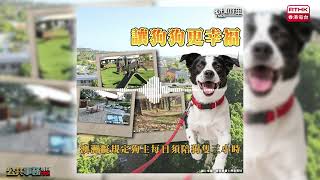 【十萬八千里】澳洲首都領地擬規定狗主每日須陪狗隻三小時