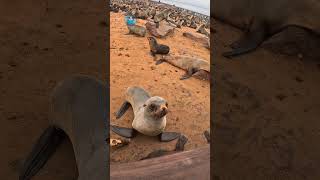 A Mother’s Watchful Eye During Seal Rescue #shorts
