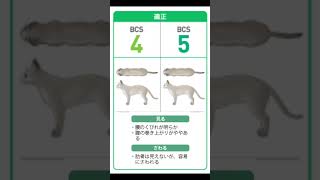 猫の体型、太り過ぎ痩せすぎの基準、判断！獣医師解説！ #犬 #猫 #獣医 #犬 #愛犬 #猫好きさんと繋がりたい #いぬのいる生活 #猫のいる暮らし #いぬ #かわいい犬