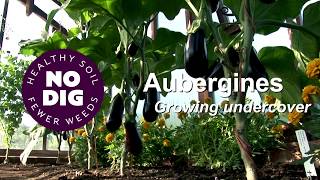 Aubergines in cooler summers, no dig and no fertiliser or feeds, two stems each