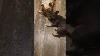 Reds new brother Grem. huge thanks to @GoldClub_frenchies | @FallenforFrenchies