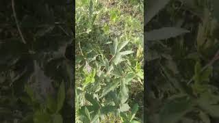bekh lo varna pachtaoge#1kcreator #fouryourpag #farmingmethod #fouryou