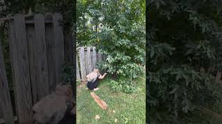 Tired of Struggling with Tree Branches? 🌳 #gardentools #diyhacks #diylife