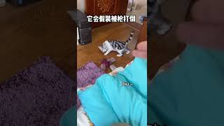 猫咪智商测试，看看桑葚到底是不是一只傻猫！
