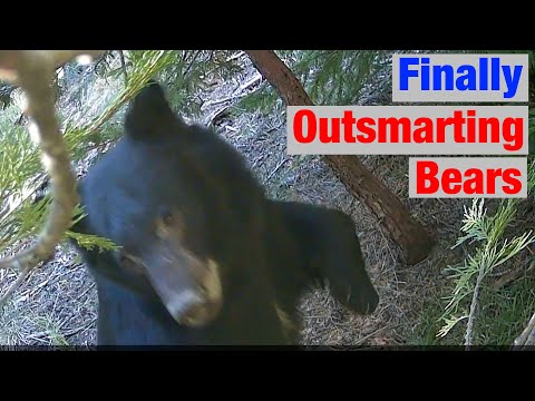 We Finally Outsmarted the Bears in the Orchard!
