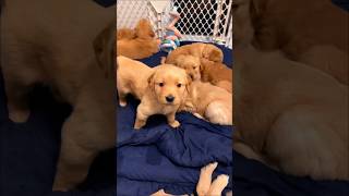 cute puppies playing cute moments #dog #puppy #puppies #dogvideos #trending #youtubeshorts #shorts