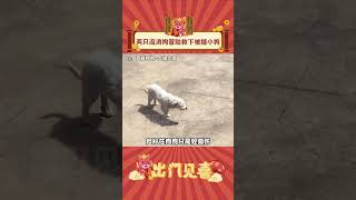 狗狗们也很害怕，但还是义无反顾地选择拯救！ #纪实 #acidente  #动物感情 #娱乐评论 #touching   #狗狗 #感动瞬间 #shorts  #出门见喜