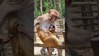 Monkey mom feeding milk her baby #LaughWithAnimals #monkeymom #youtubeshorts #monkey