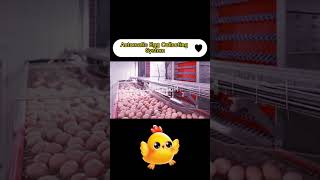 Chicken farm automatic egg collection equipment, laying hen system- RETECH Farming
