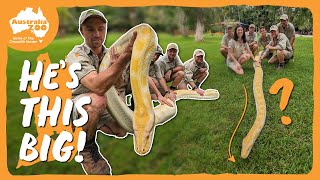 Meet our biggest snake! | Australia Zoo Life