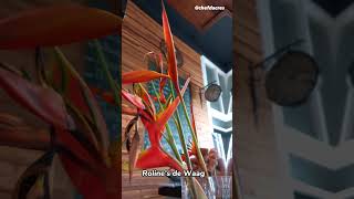 Paramaribo, Suriname #youtubeshorts