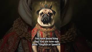 King pug #youaresafe #englishorspanish #fyp