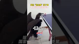受傷“座山雕”落了難，被救後在派出所庫庫炫肉#保護野生動物 #同城#真實事件 #奇聞趣事 #新聞#shorts