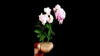 How to propagate roses with potatoes for fast rooting | Growing roses in potatoes
