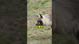 五種 波札那的動物🤯 #科普 #知識 #動物 #tiktokanimals