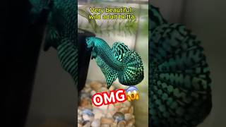 Food environment helps wild betta to have beautiful color#bettafishtank #betta