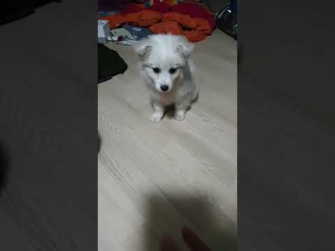 처음 본 2개월 강아지 '앉아'훈련시키기