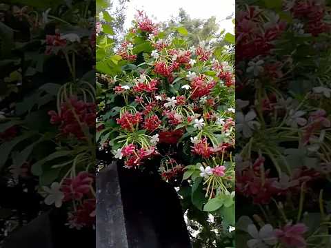 Madhumalti plant #gardenplants