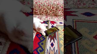 Smartest kitten ever? Uses phone! 📱😂 #funny #comedy #memes #kittens