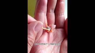 女子意外捡到珍珠蛋，孵化出小家伙越长越丑，最珍贵的是陪伴！ #主人 #animals #pets #感人 #动物救助 #搞笑 #cute #monkey #宠物