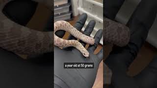 My Lavender Western Hognose Snake #reptiles #snake #animal #pet #hognose #reptile #hognosesnake
