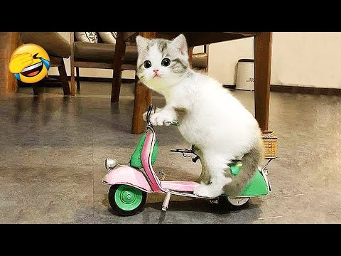 New Funny Animals 🤣 Funniest Cats and Dogs Videos 😹🐶 Part 7