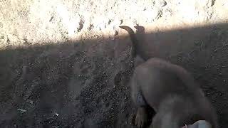 Nueva perrita vs zeus