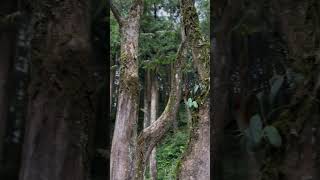 能治好鼻子‘’過敏‘’的地方《阿里山國家森林遊樂區》#taiwan#嘉義#阿里山#阿里山森林園區#taiwan廣志
