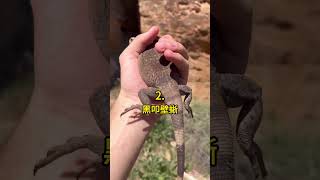 五種 死亡谷的動物 🤯 #科普 #知識 #動物 #tiktokanimals