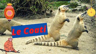Le Coati : DOCUMENTAIRE, Yeh-RT1M.
