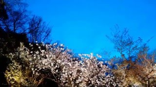2016 4/6 賞櫻之旅 蹴上鐵道  二条城