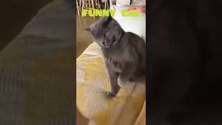 #cat #catlovers #catvideos #blackcat #fuuny #fuunycat #lovecats #catworld