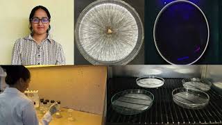 Promising Breakthrough: Green approach towards Plastic Degradation