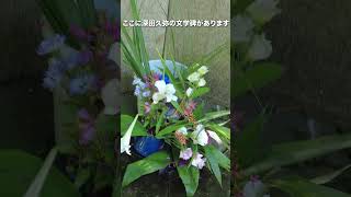 日本百名山の著者である深田久弥の生誕の地『大聖寺町/だいしょうじまち』を歩いてみた！大聖寺城下町散策！【旅行VLOG、レビュー】 #大聖寺町 #石川県 #加賀市 #江沼神社 #深田久弥  #山の文化館