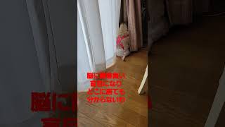 脳と目に障害パグ隙間に入る#認知症犬 #pug #パグ #shorts