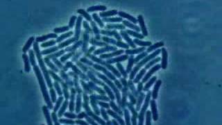 Bacteria Growth