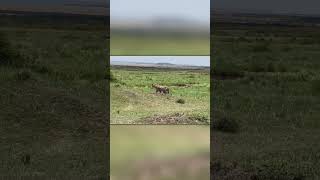 Leopard Tears Into Warthog Burrow — What He Pulls Out Is Wild!