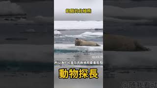 飢餓的北極熊#捕獵現場 #動物世界#北極熊
