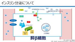 インスリン分泌と取り込みについて
