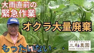 [Wasteful decision] Why did they have to cut off so many okra plants? Emergency management work b...