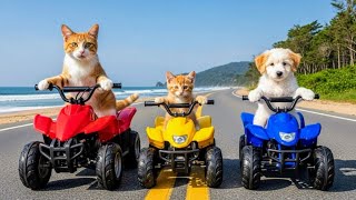 Mama Cat And Her Kitten Went to Collect Eggs on a Farm and Helped a Puppy